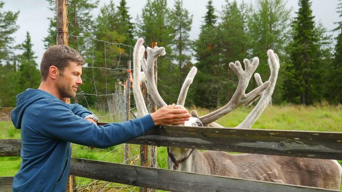 Food Unknown, Finland &mdash; A reindeer herd in the boreal forest